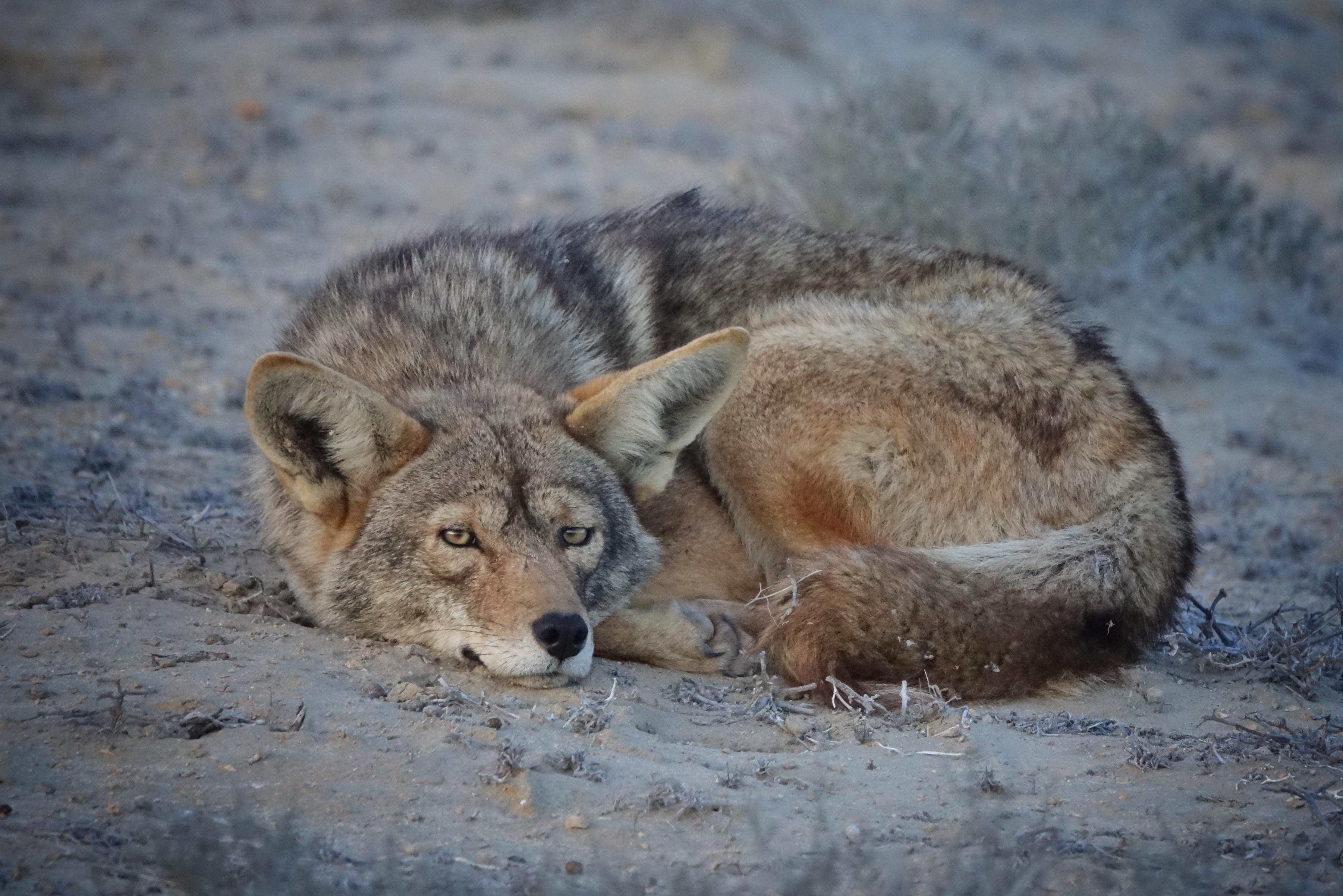 Coyote endormi près de Guerrero Negro